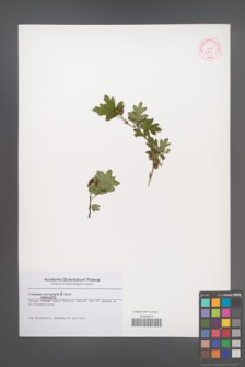 Crataegus microphylla [KOR 51864]
