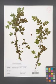 Crataegus microphylla [KOR 45036]