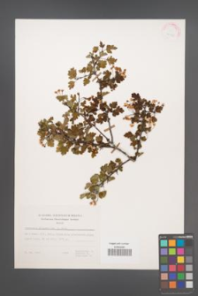 Crataegus microphylla [KOR 24978]