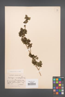 Crataegus microphylla [KOR 13289]