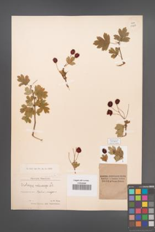 Crataegus microphylla [KOR 13293]