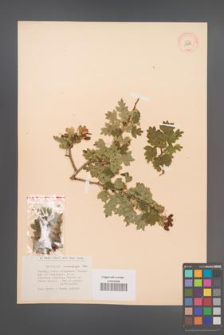 Crataegus microphylla [KOR 13295]