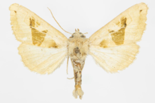 Phlogophora scita