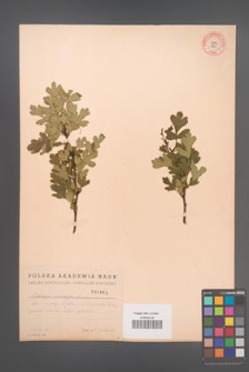 Crataegus monogyna [KOR 1860]