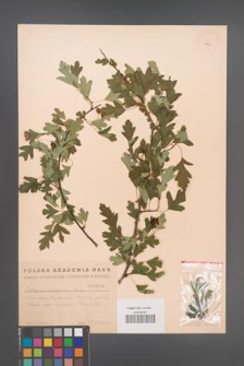 Crataegus monogyna [KOR 1864]