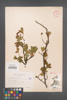 Crataegus monogyna [KOR 4808]