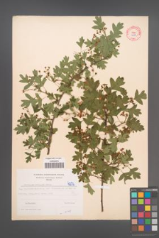 Crataegus monogyna [KOR 4206]