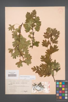 Crataegus rhipidophylla [KOR 178]