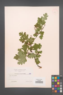 Crataegus monogyna [KOR 6999]