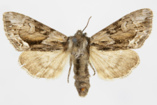 Hyppa rectilinea