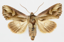 Actinotia polyodon