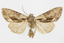 Hyppa rectilinea