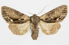 Hyppa rectilinea