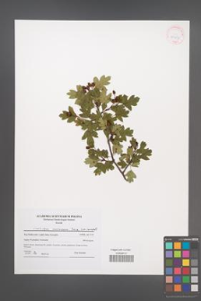 Crataegus monogyna [KOR 41917]