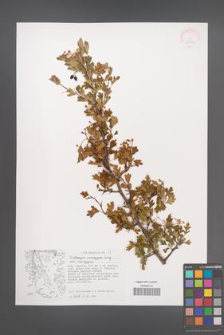 Crataegus monogyna [KOR 38043]