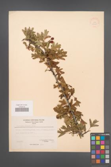 Crataegus monogyna [KOR 21668]