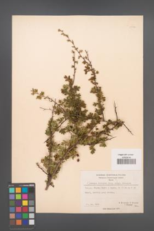 Crataegus monogyna [KOR 21732]