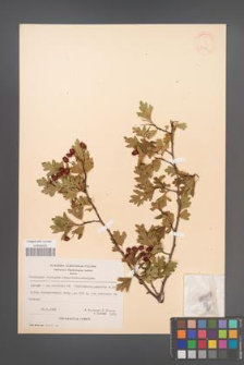 Crataegus monogyna [KOR 21734]