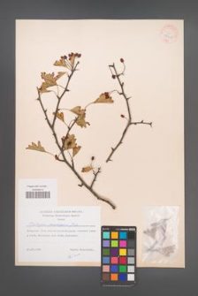 Crataegus monogyna [KOR 38398]