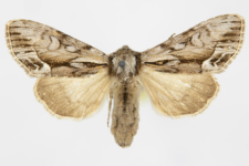 Hyppa rectilinea