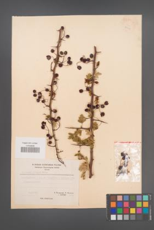 Crataegus monogyna [KOR 21671]