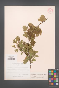 Crataegus monogyna [KOR 13352]