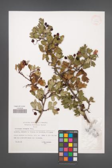 Crataegus monogyna [KOR 33108]