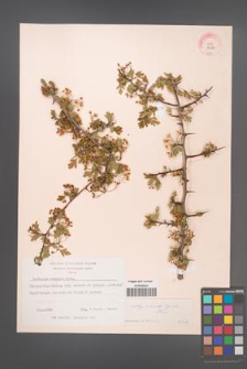 Crataegus monogyna [KOR 13394]