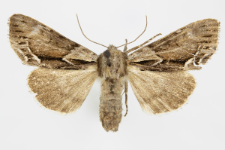 Hyppa rectilinea