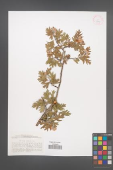 Crataegus orientalis [KOR 43041]