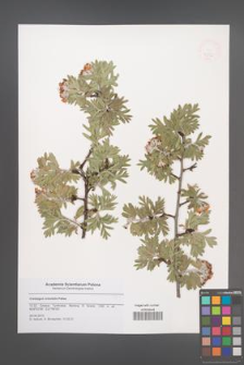 Crataegus orientalis [KOR 47942]