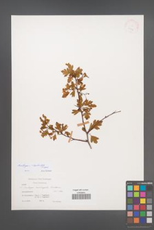 Crataegus ×kyrtostyla [KOR 25786]