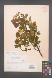 Crataegus ×macrocarpa [KOR 4507]