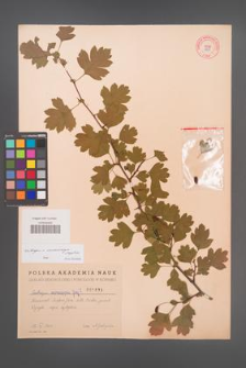 Crataegus ×macrocarpa [KOR 1839]