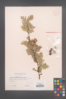 Crataegus orientalis [KOR 13266]