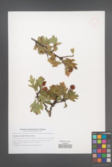 Crataegus orientalis [KOR 53011]