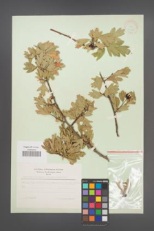 Crataegus orientalis [KOR 13371]