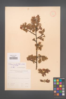 Crataegus orientalis [KOR 13376]