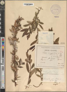 Salix triandra L. fo. brevipes Zapał.