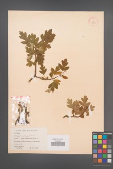 Crataegus pentagyna [KOR 13464]