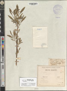 Salix viminalis L. var. podolica Zapał.