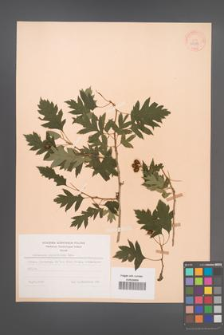 Crataegus pinnatifida [KOR 28387]