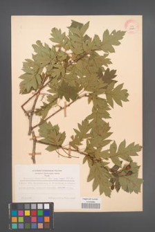 Crataegus pinnatifida [KOR 13424]