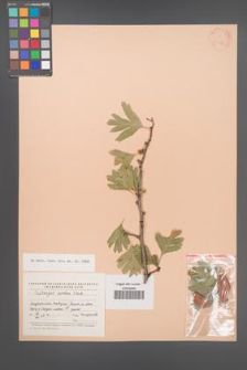 Crataegus pontica [KOR 23308]