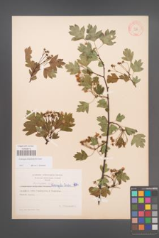 Crataegus rhipidophylla [KOR 4684]