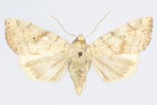 Cosmia trapezina