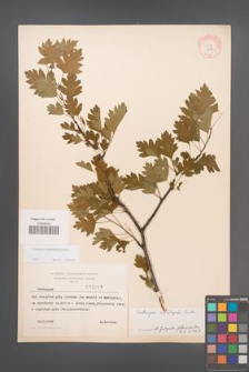 Crataegus rhipidophylla [KOR 3917]