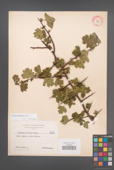 Crataegus rhipidophylla [KOR 4660]
