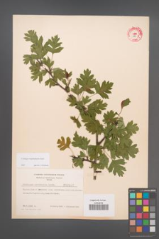 Crataegus rhipidophylla [KOR 3855]