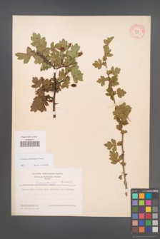 Crataegus rhipidophylla [KOR 3851]